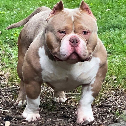 Chó American Bully cơ bắp vạm vỡ, đứng oai phong, nổi bật giữa thiên nhiên
