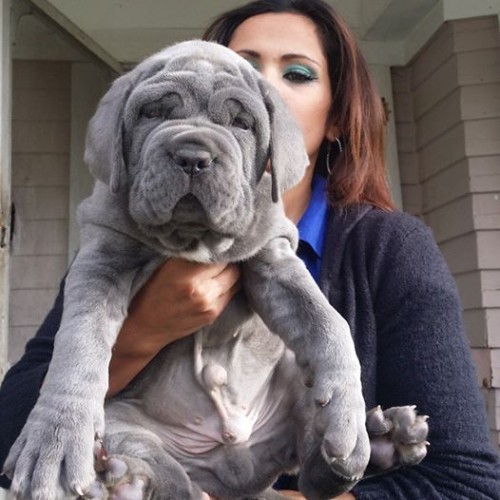 Chó con Neapolitan Mastiff lông xám được chủ nhân bế trên tay.