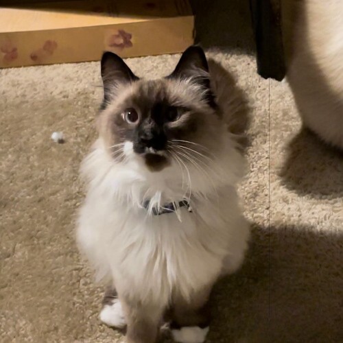 Mèo Thần Miến Điện Birman với bộ lông dài mềm mượt và đôi mắt xanh cuốn hút.