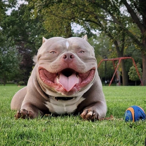 Chó Bully đang nằm trên cỏ, cười rạng rỡ bên quả bóng đồ chơi