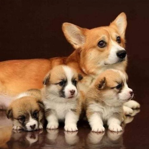 Chó Corgi mẹ cùng đàn con 1 tháng tuổi dễ thương.