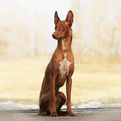 Một chú chó Pharaoh Hound ngồi thanh lịch, giống chó cổ đại từ Ai Cập.