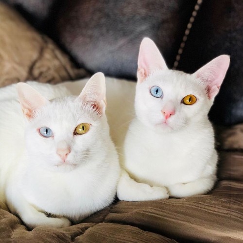 Hai chú mèo Khao Manee trắng muốt, một chú có mắt hai màu, nằm tình cảm trên nền nệm.