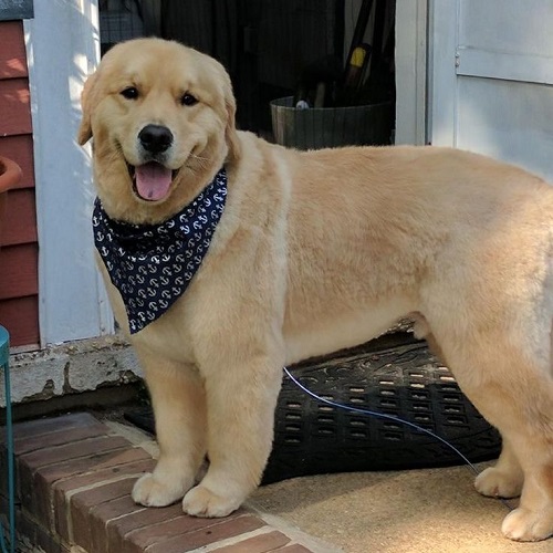 Chó Golden Retriever lông ngắn đeo khăn rằn đứng trước hiên nhà