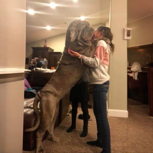 Chó Neapolitan Mastiff lớn ôm người trong nhà.