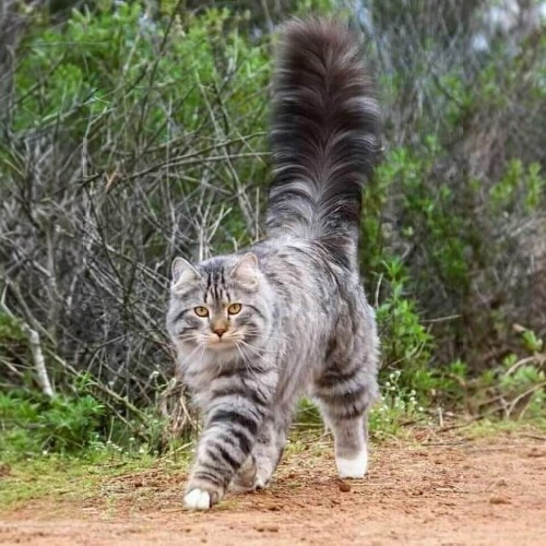 Mèo Siberian lông dài, dáng đi tự tin, bồng bềnh với đuôi lớn, trong môi trường thiên nhiên.