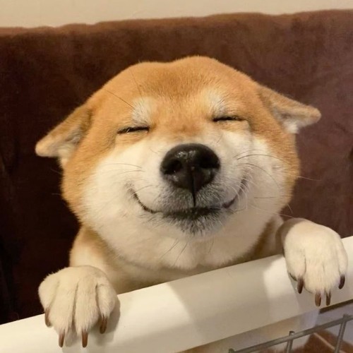 Chó Shiba Inu mỉm cười với thần thái đáng yêu.