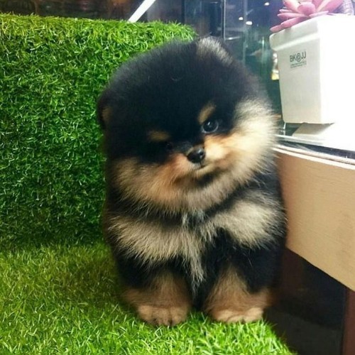 Chó Phốc Sóc Black Tan mini đáng yêu tại chomeocanh.com.
