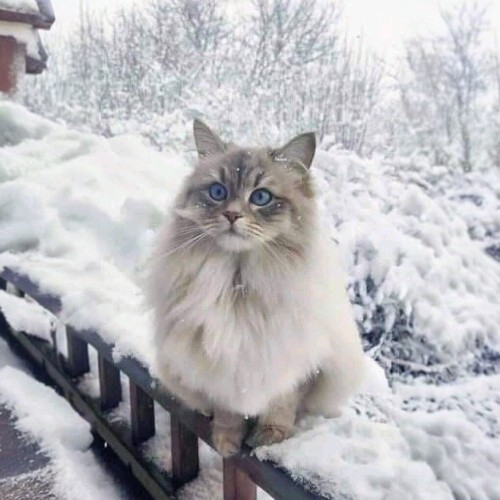 Mèo Siberian lông dài dày, mắt xanh biếc, ngồi trên lan can phủ đầy tuyết, vẻ ngoài kiêu hãnh.