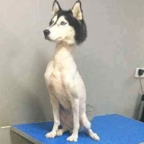 Chó Husky cạo lông toàn thân, chỉ giữ lại lông đầu