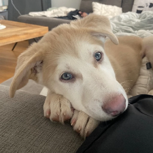 Chó Husky lai chó cỏ lông vàng nhạt mắt xanh, nằm trên ghế sofa