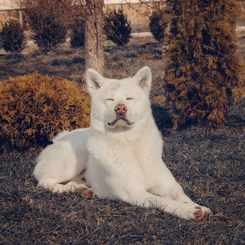 Chó Akita Inu trắng nằm thư giãn ngoài trời, nhắm mắt, lông dày trắng muốt, dáng vẻ yên bình