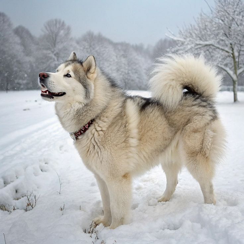 Chó Alaska Mỹ nhập khẩu thuần chủng tại vùng tuyết trắng