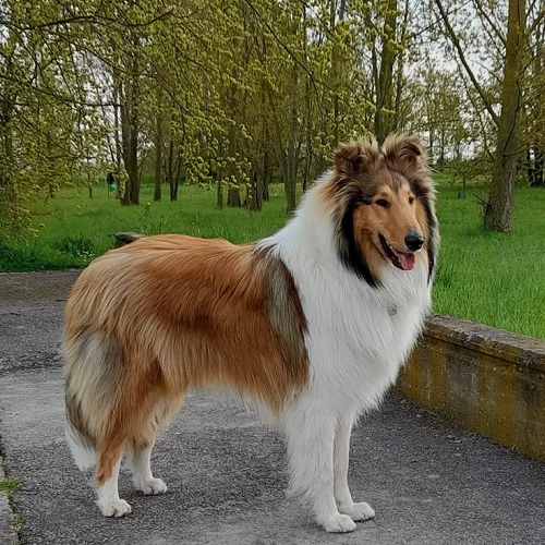 Chó Rough Collie màu sable trắng đứng trên đường