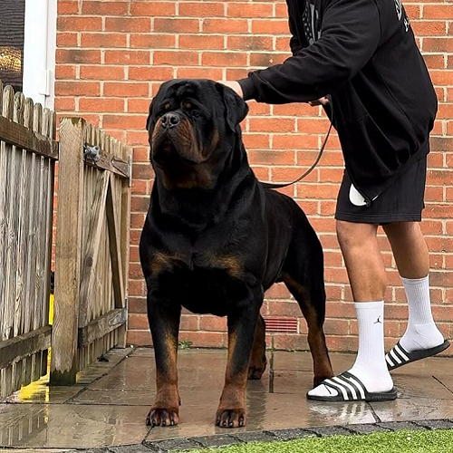 Chó Rottweiler to lớn đang được chủ dắt đi, thân hình cơ bắp, dáng vẻ oai vệ.