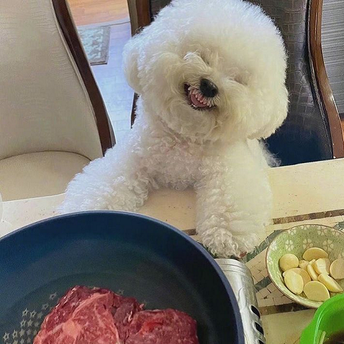 Chó Bichon trắng nhìn nồi thịt tươi với biểu cảm vui vẻ, thể hiện sự yêu thích với thức ăn giàu đạm.