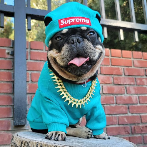 Chó Bull Pháp mặc áo hoodie xanh, đội mũ len và đeo dây chuyền vàng ngồi tạo dáng vui vẻ trước hàng rào gạch.
