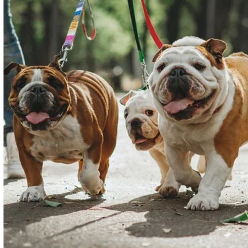 Ba chú chó Bulldog Anh đang đi dạo ngoài công viên, đeo dây dắt và lưỡi thè vui vẻ.