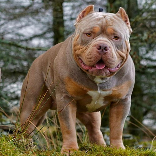 Chó American Bully cơ bắp đứng trên nền cỏ, biểu tượng mới của giới nuôi chó Việt