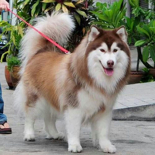 Chó Alaska Giant lông dài màu nâu đỏ trắng