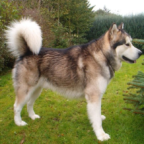 Alaska Malamute màu sable (nâu ánh vàng pha đen) với bộ lông dày, cơ bắp săn chắc.