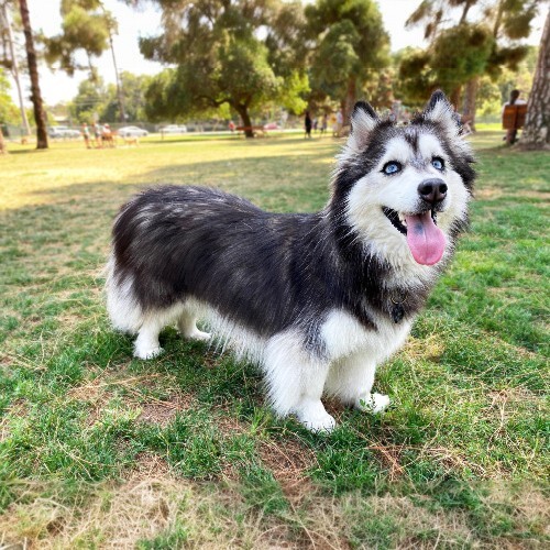 Chó Alaska lai Corgi khỏe mạnh với lông dày và dáng thấp bé.