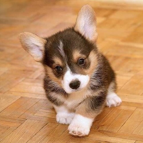 Chó Pembroke Corgi con với đôi mắt to tròn, đáng yêu, ngồi trên sàn gỗ.