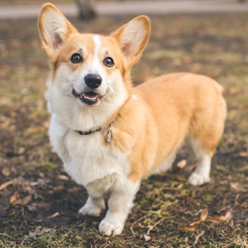 Chó Corgi trưởng thành với ngoại hình chắc khỏe, bộ lông mượt mà.