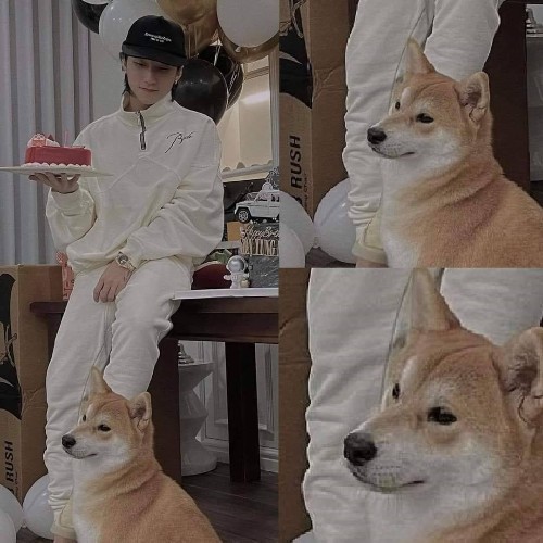 Chó Shiba Inu cùng chủ nhân trong bữa tiệc sinh nhật.