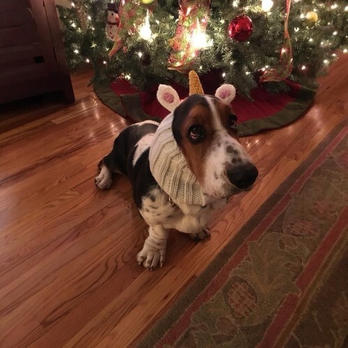 Chó Basset Hound đội mũ sừng kỳ lân đáng yêu dưới cây thông Noel.
