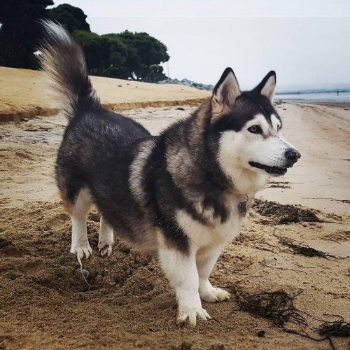 Chó Husky lai Corgi trên bãi biển với bộ lông dày, khỏe mạnh và ngoại hình ngộ nghĩnh.