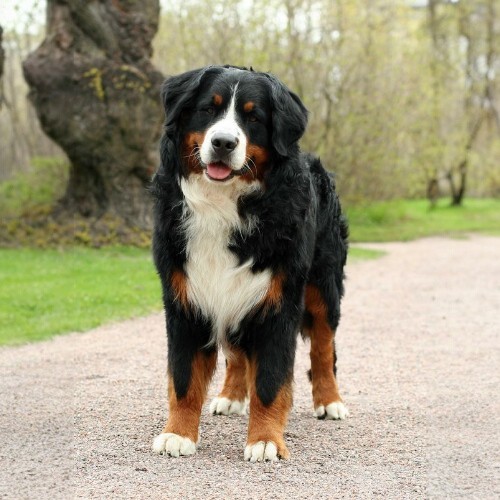Chó Bernese Mountain Dog đứng yên trên con đường rải sỏi, sẵn sàng nhận lệnh huấn luyện.