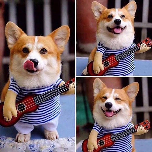 Chó Corgi mặc đồ nhạc sĩ chơi guitar đồ chơi cực hài hước và dễ thương