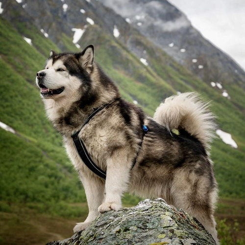 Chó Alaska lai có đôi chân ngắn, mang vẻ đẹp đặc biệt, kết hợp giữa Alaska mạnh mẽ và Corgi dễ thương.