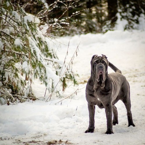 Chó Neapolitan Mastiff màu xám đứng trong khung cảnh tuyết trắng.