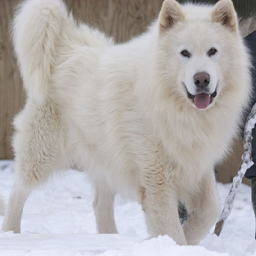 Chó Samoyed lai Alaska với bộ lông trắng mịn và ngoại hình dễ thương, nổi bật trong tuyết.