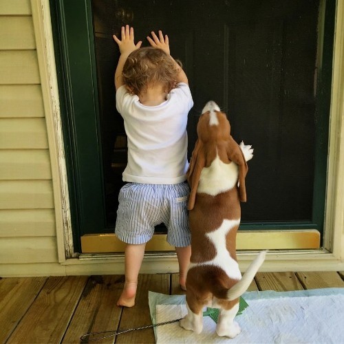 Một bé trai và chú chó Basset Hound đang chơi trước cửa nhà.