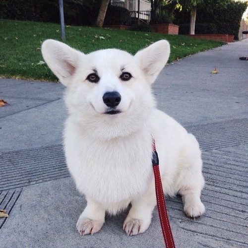 Chó Corgi lông trắng hiếm gặp ngồi trên vỉa hè.