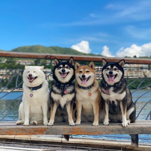 Bốn chú chó Shiba Inu với các màu lông trắng, đen, vàng, và xám tạo dáng trên băng ghế.