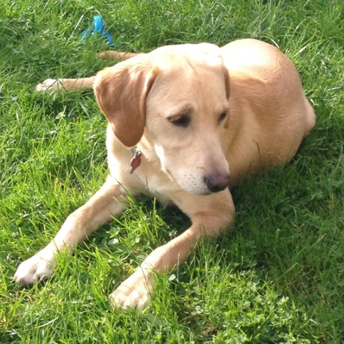 Chó Golden Retriever lai Labrador đang nằm thư giãn trên bãi cỏ xanh