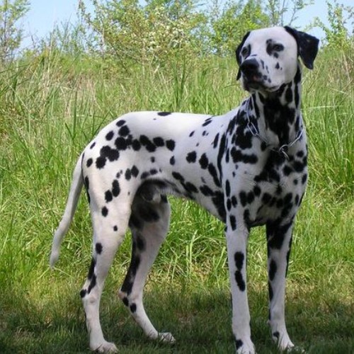 Chó Dalmatian đứng trong cỏ xanh với bộ lông trắng đốm đen đặc trưng.