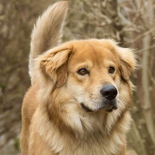 Chó Golden lai Husky F1 với bộ lông dày và gương mặt lai độc đáo