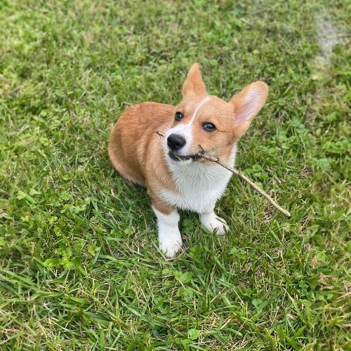 Chó Corgi ngậm cành cây nhỏ, chơi đùa trên bãi cỏ xanh.