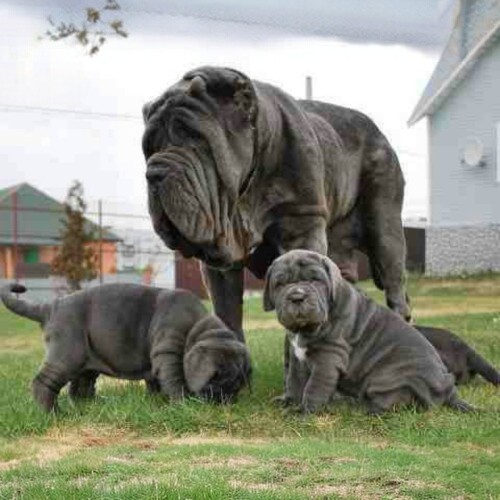 Chó mẹ Neapolitan Mastiff và hai chú chó con lông xám trong sân vườn.