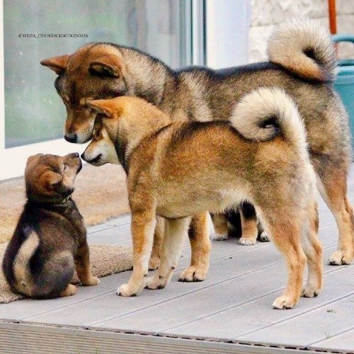 Gia đình Shiba Inu màu vừng với ba chú chó.