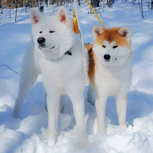 Cặp chó Akita Inu trắng và vàng trắng đứng trên tuyết, lông dày, thần thái oai vệ, đẹp nổi bật giữa trời đông