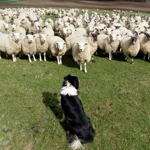 Chó Border Collie lông ngắn đang chăn cừu trên đồng cỏ