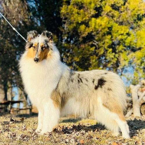 Chó Rough Collie blue merle đứng nổi bật giữa ánh nắng