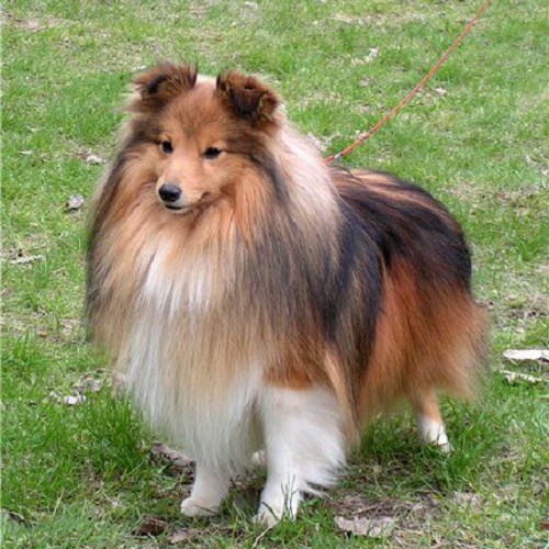 Chó Mini Collie lông dài mượt, dáng nhỏ nhắn dễ thương