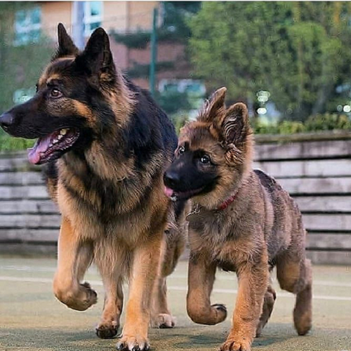 Hai chú chó Becgie Đức GSD trưởng thành và con đi cạnh nhau, lông mượt, dáng oai phong.